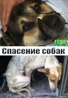 Спасение собак/The Dog Rescuers 1 сезон