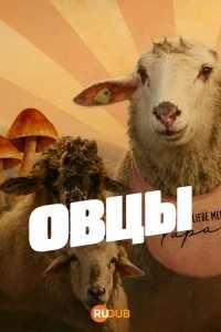 Овцы/Sheep
